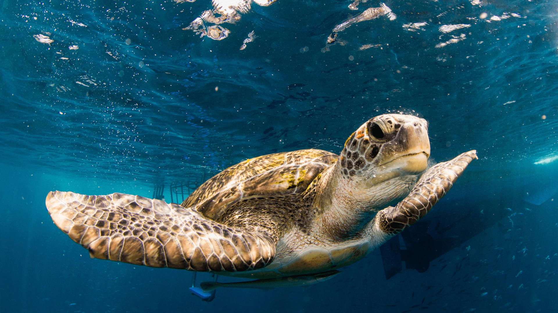 Turtle-similan-min سيميلان تايلاند