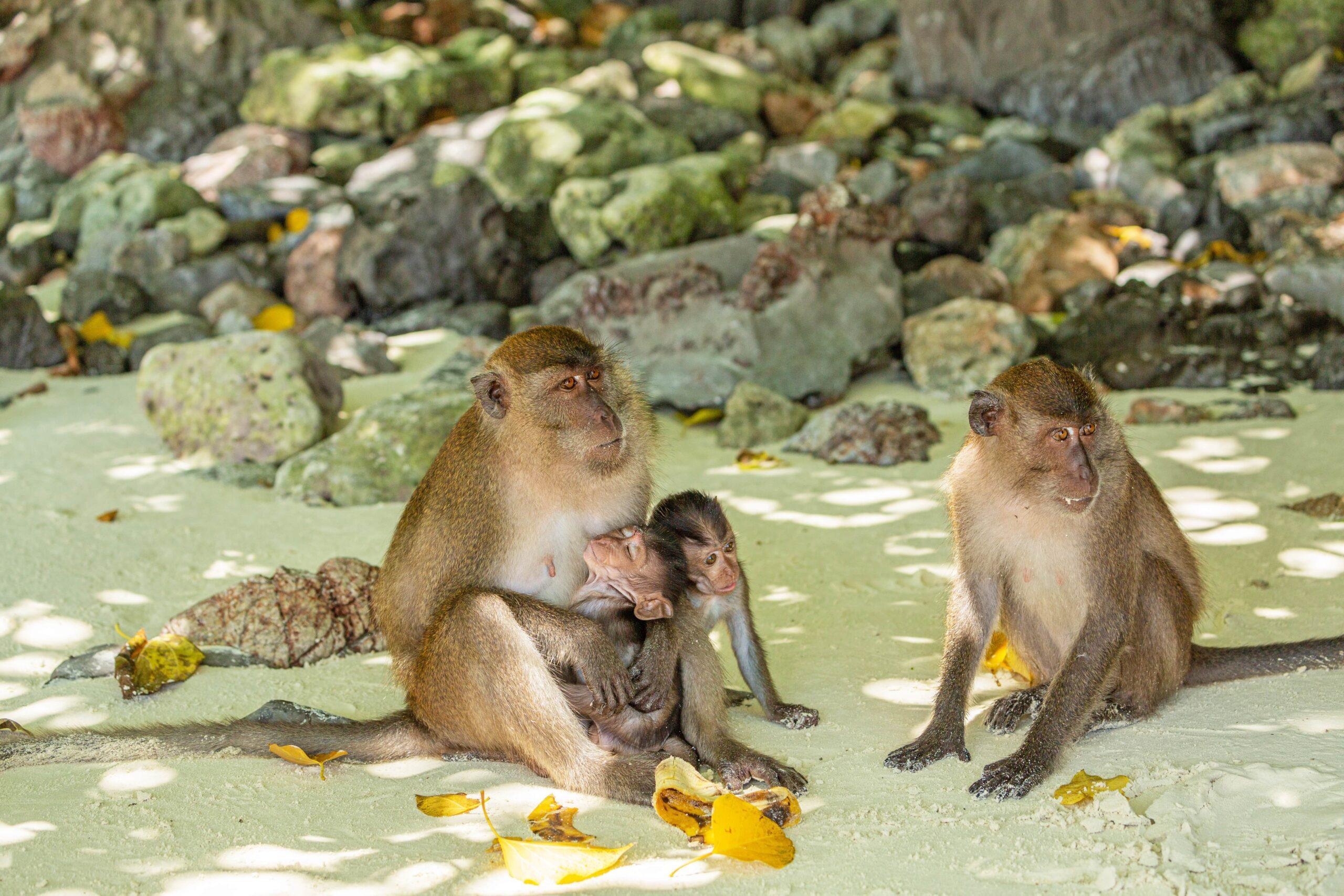Monkey Beach-min